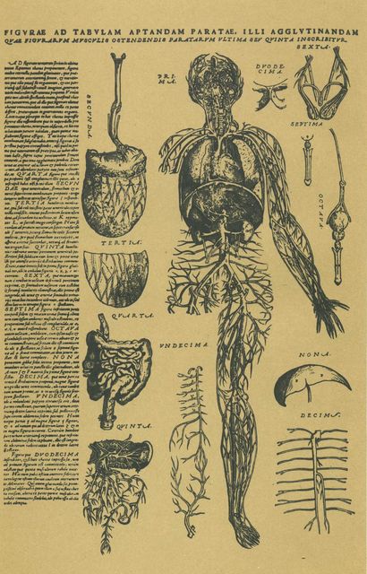лекция об анатомии человека 